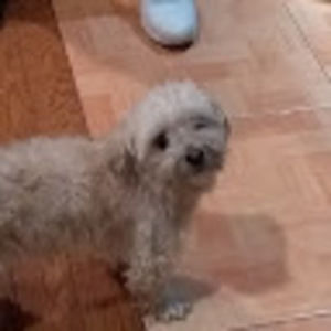 Meet your Posher, Lowell